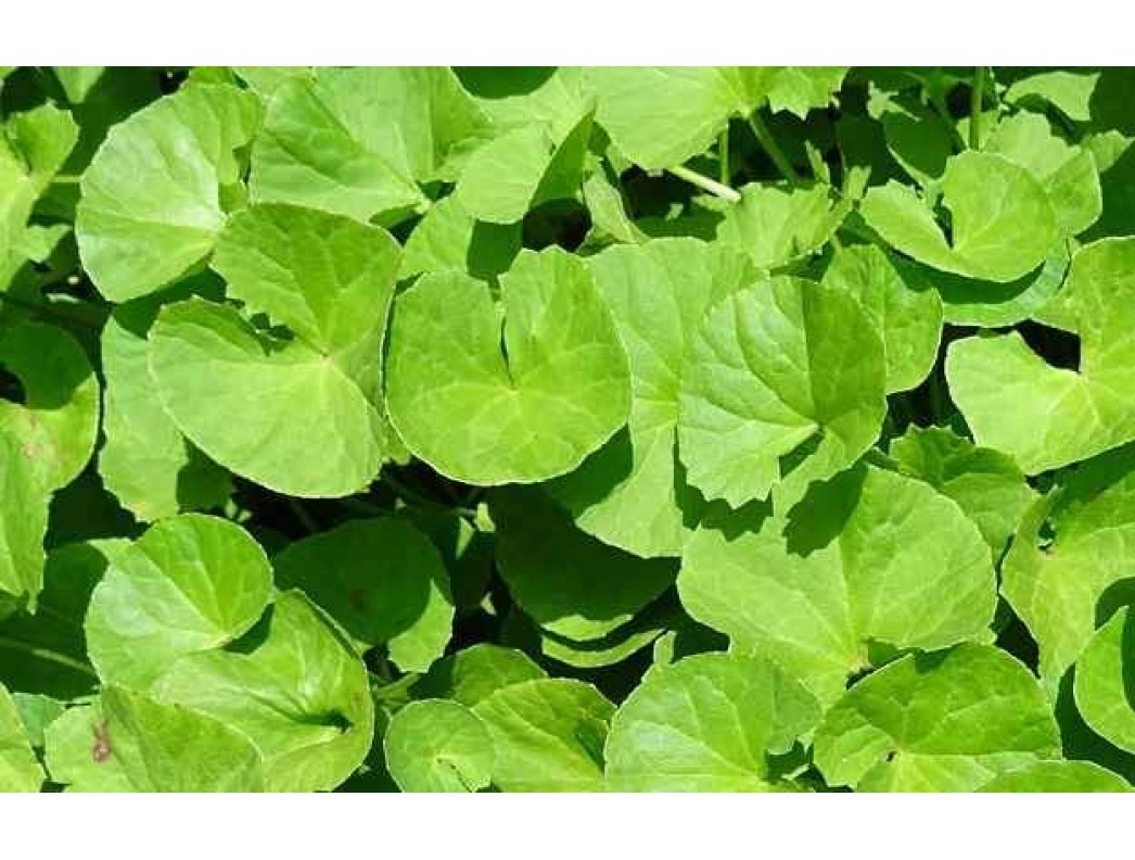 Relieve stress with the right herbs